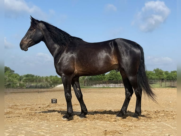 Trekpaard Ruin 7 Jaar 173 cm Bruin in Weatherford