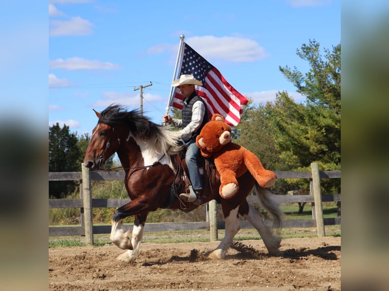 Trekpaard Mix Ruin 7 Jaar 173 cm Gevlekt-paard in Howell