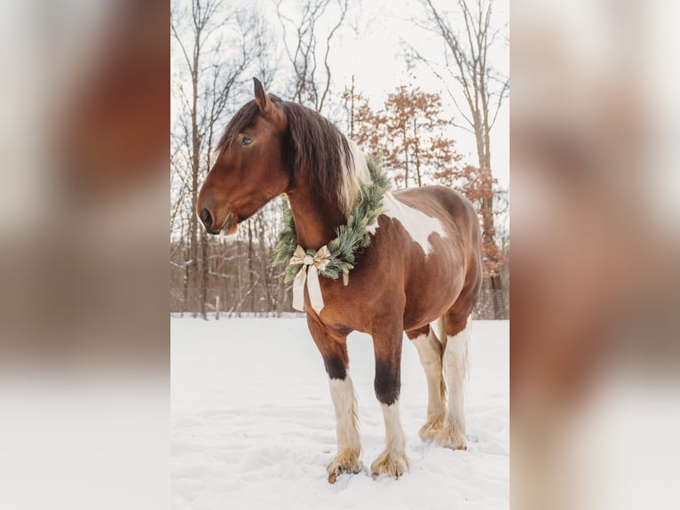 Trekpaard Mix Ruin 7 Jaar 173 cm Gevlekt-paard in Howell