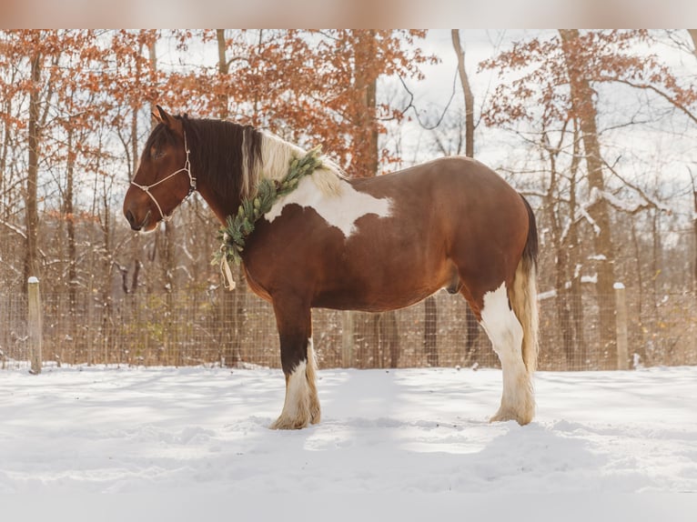 Trekpaard Mix Ruin 7 Jaar 173 cm Gevlekt-paard in Howell