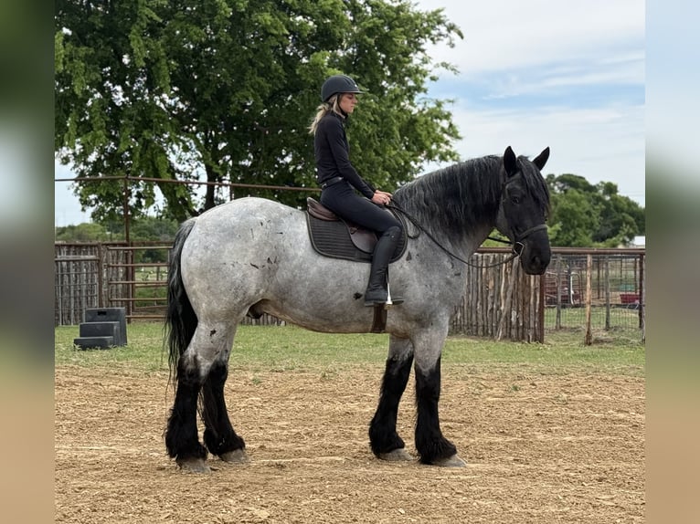 Trekpaard Mix Ruin 7 Jaar 173 cm Roan-Blue in Weatherford