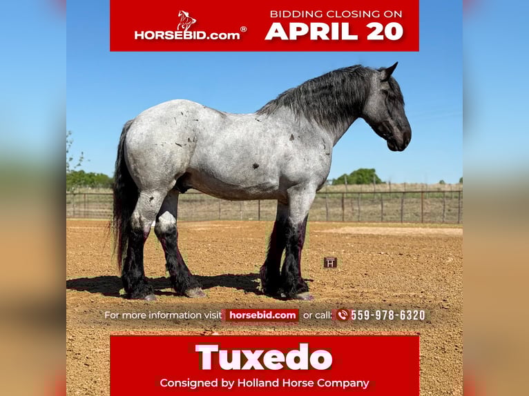 Trekpaard Mix Ruin 7 Jaar 173 cm Roan-Blue in Weatherford