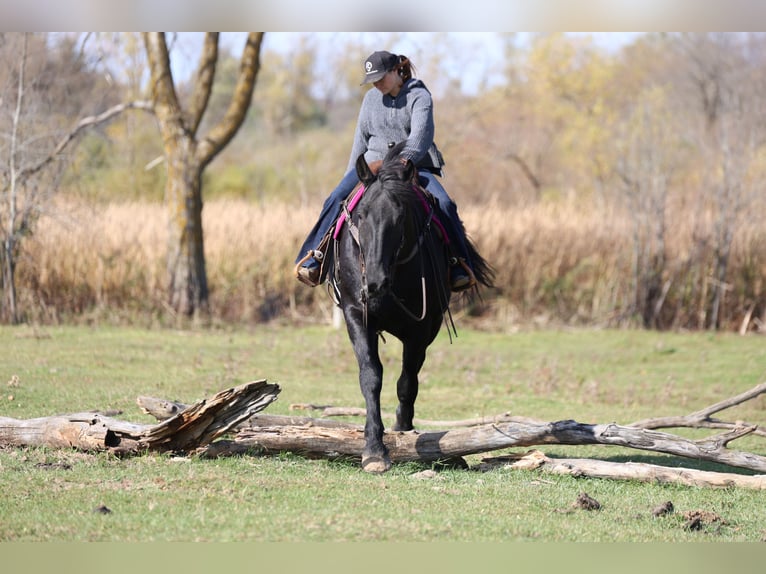 Trekpaard Mix Ruin 7 Jaar 173 cm Zwart in River Falls