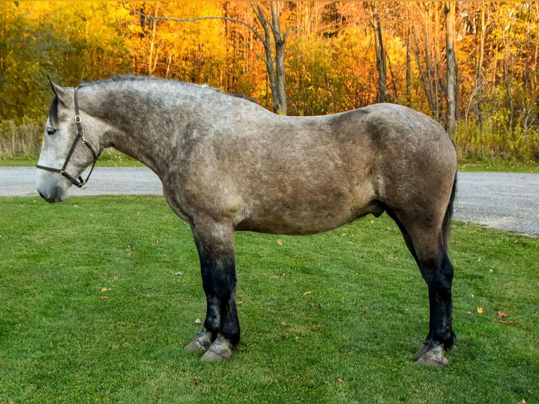 Trekpaard Ruin 7 Jaar 180 cm Schimmel in Warsaw NY