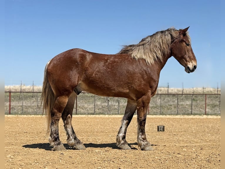 Trekpaard Mix Ruin 7 Jaar 183 cm Roodbruin in Weatherford
