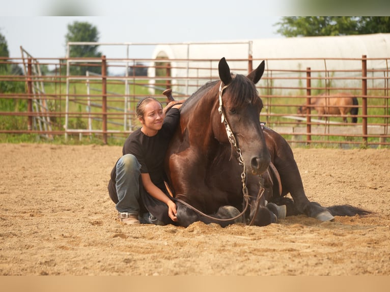 Trekpaard Mix Ruin 7 Jaar Donkerbruin in Fresno