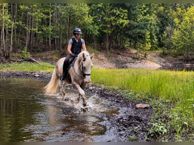 Trekpaard Mix Ruin 7 Jaar  in Buena