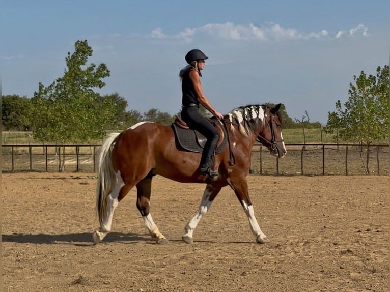 Trekpaard Mix Ruin 7 Jaar Gevlekt-paard in Weatherford