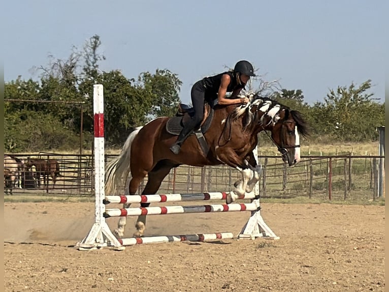 Trekpaard Mix Ruin 7 Jaar Gevlekt-paard in Weatherford
