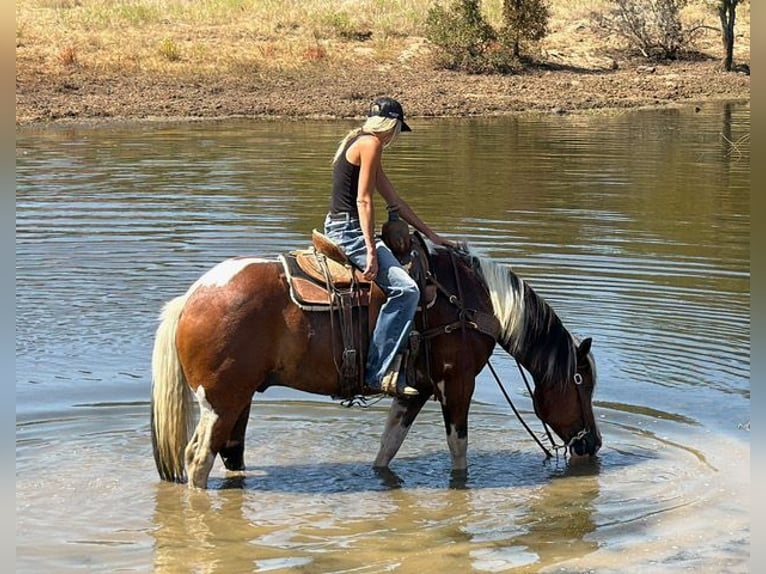 Trekpaard Mix Ruin 7 Jaar Gevlekt-paard in Weatherford