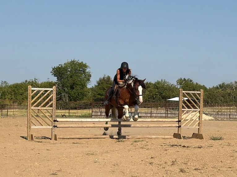 Trekpaard Mix Ruin 7 Jaar Gevlekt-paard in Weatherford