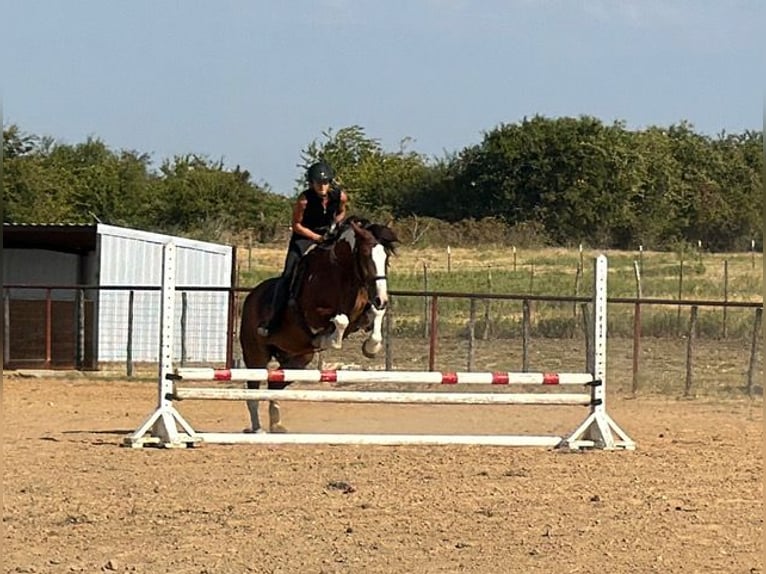 Trekpaard Mix Ruin 7 Jaar Gevlekt-paard in Weatherford