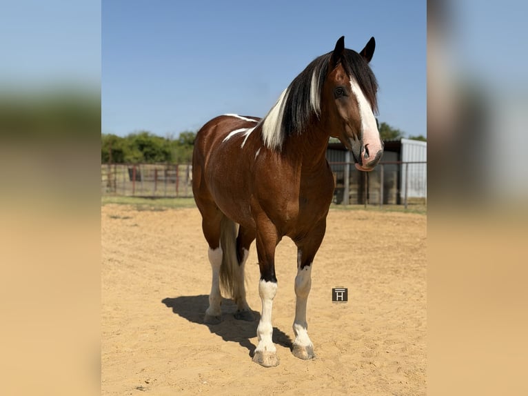 Trekpaard Mix Ruin 7 Jaar Gevlekt-paard in Weatherford