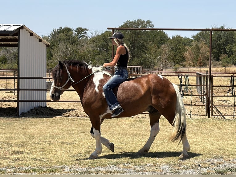 Trekpaard Mix Ruin 7 Jaar Gevlekt-paard in Weatherford