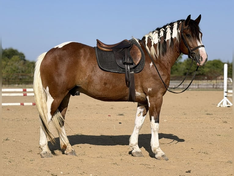 Trekpaard Mix Ruin 7 Jaar Gevlekt-paard in Weatherford