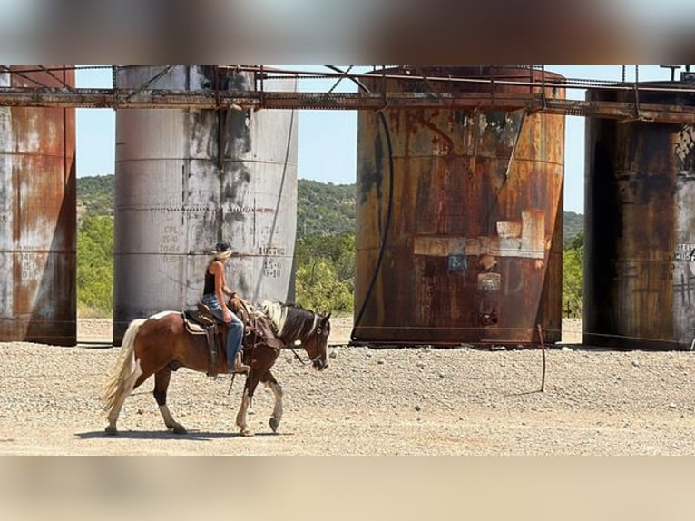 Trekpaard Mix Ruin 7 Jaar Gevlekt-paard in Weatherford