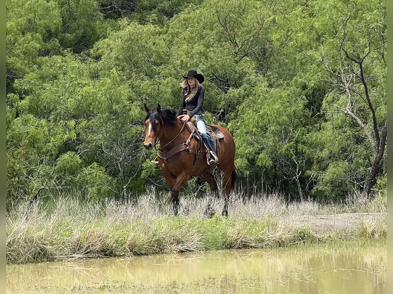 Trekpaard Mix Ruin 7 Jaar Roodbruin in Weatherford, TX