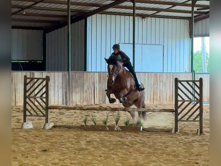 Trekpaard Mix Ruin 7 Jaar Roodbruin in Weatherford, TX