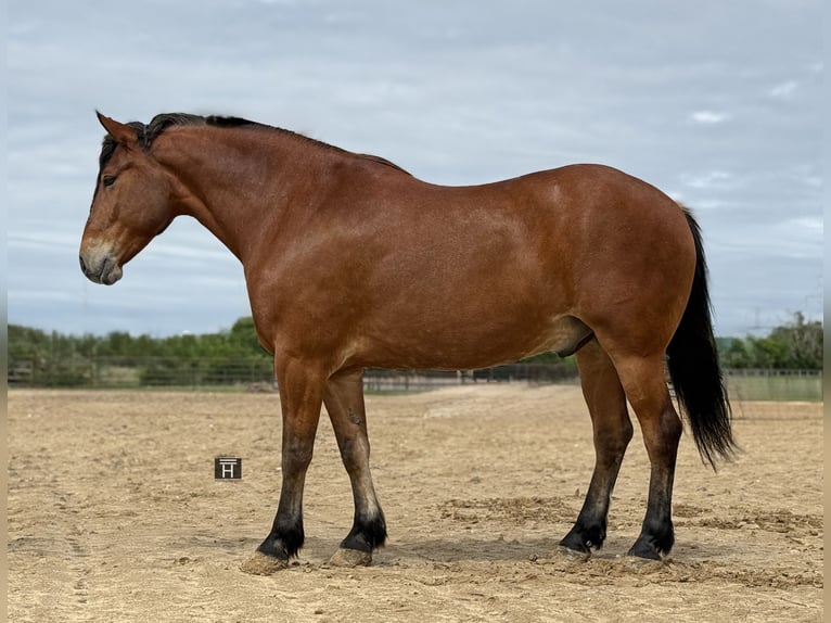 Trekpaard Mix Ruin 7 Jaar Roodbruin in Weatherford, TX