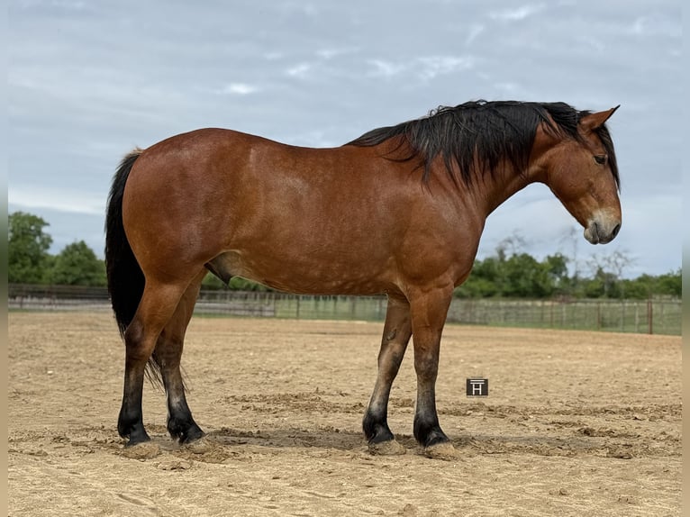 Trekpaard Mix Ruin 7 Jaar Roodbruin in Weatherford, TX
