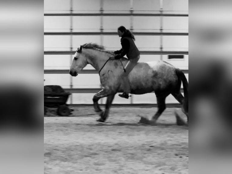 Trekpaard Mix Ruin 7 Jaar Schimmel in Hastings