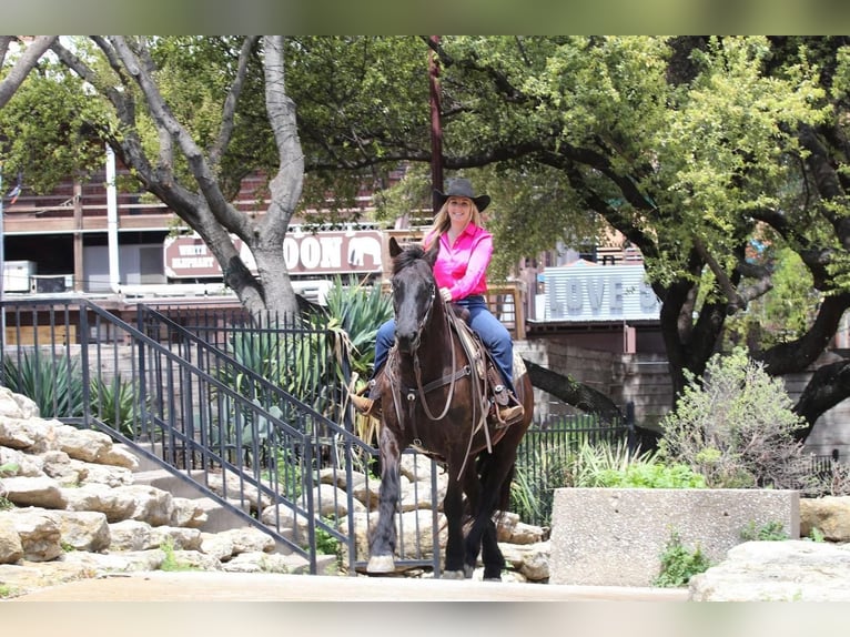 Trekpaard Mix Ruin 7 Jaar Zwart in Joshua, TX