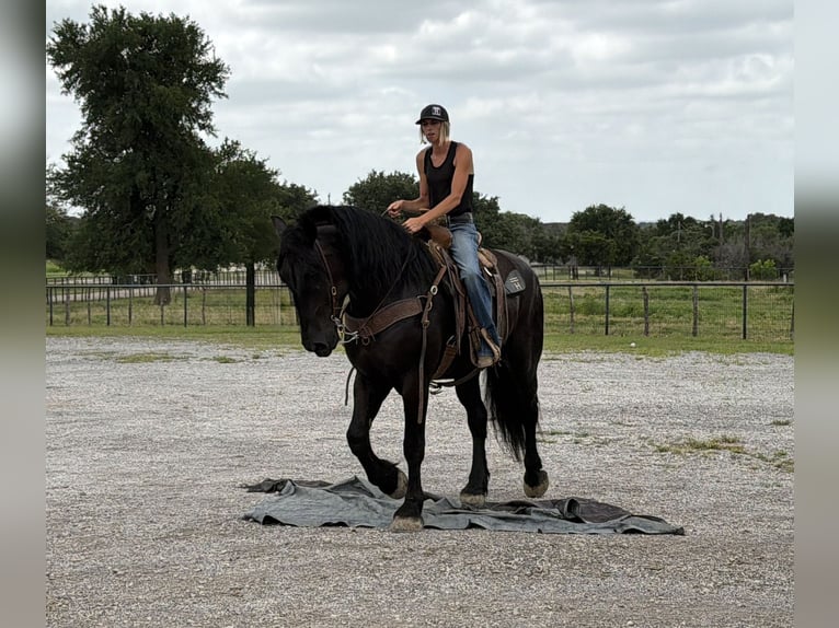 Trekpaard Mix Ruin 7 Jaar Zwart in Weatherford