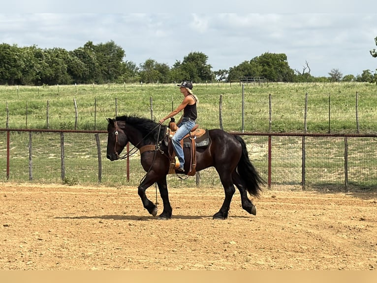Trekpaard Mix Ruin 7 Jaar Zwart in Weatherford