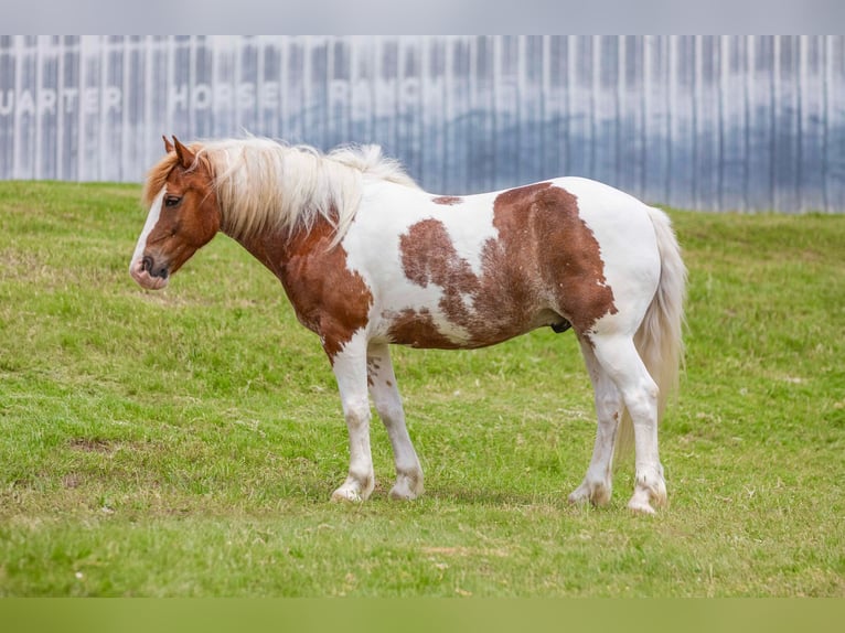 Trekpaard Ruin 8 Jaar 145 cm Roan-Red in Weatherford TX