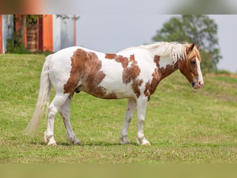 Trekpaard Ruin 8 Jaar 145 cm Roan-Red in Weatherford TX