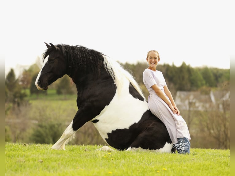 Trekpaard Mix Ruin 8 Jaar 145 cm Tobiano-alle-kleuren in Millersburg