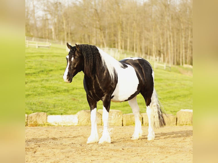 Trekpaard Mix Ruin 8 Jaar 145 cm Tobiano-alle-kleuren in Millersburg