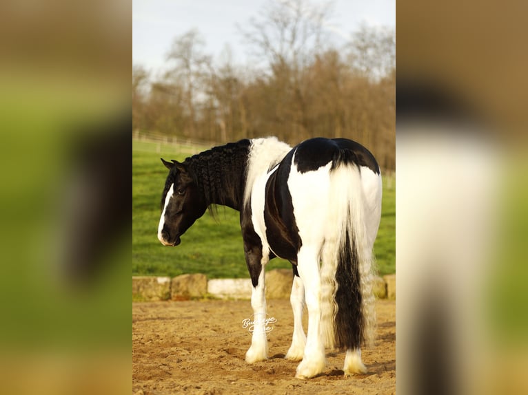 Trekpaard Mix Ruin 8 Jaar 145 cm Tobiano-alle-kleuren in Millersburg