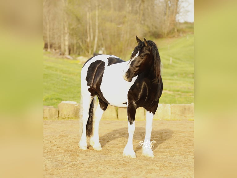 Trekpaard Mix Ruin 8 Jaar 145 cm Tobiano-alle-kleuren in Millersburg