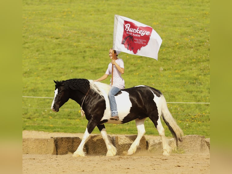 Trekpaard Mix Ruin 8 Jaar 145 cm Tobiano-alle-kleuren in Millersburg