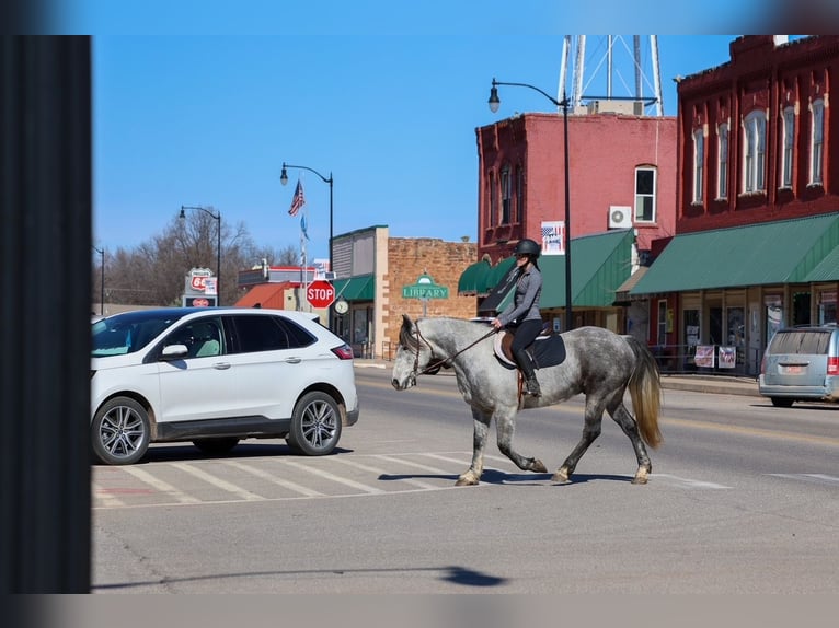 Trekpaard Ruin 8 Jaar 150 cm Schimmel in Ripley