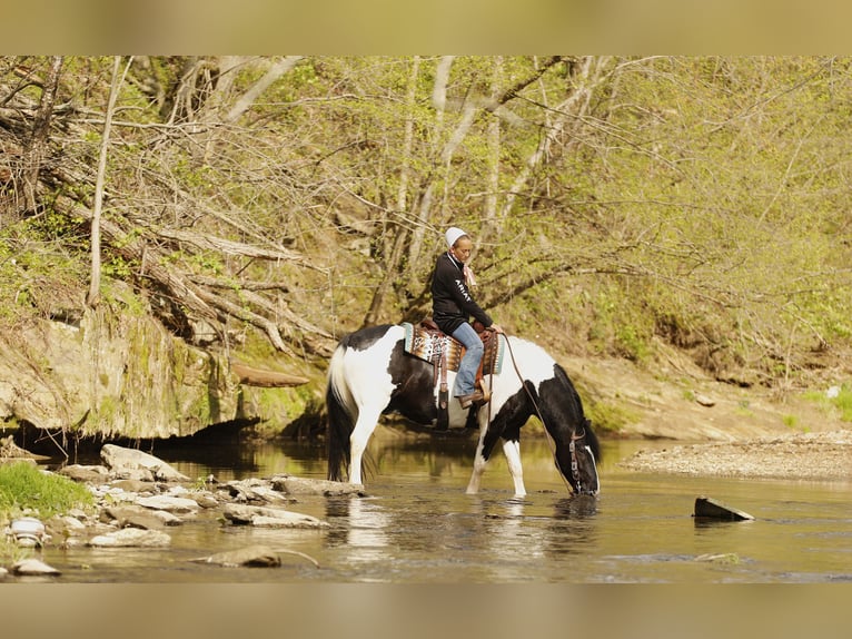 Trekpaard Mix Ruin 8 Jaar 152 cm Tobiano-alle-kleuren in Millersburg