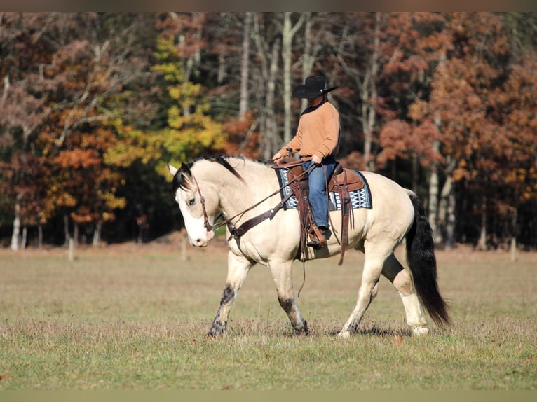Trekpaard Mix Ruin 8 Jaar 157 cm Buckskin in Clarion