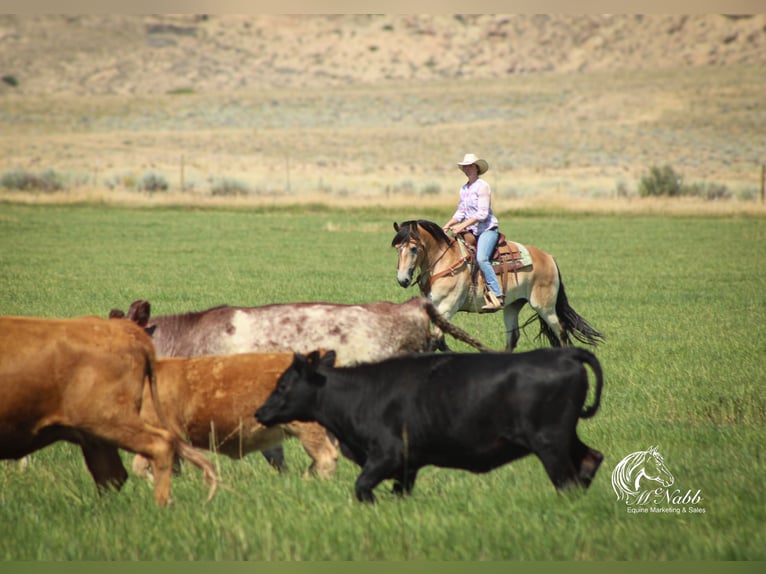 Trekpaard Mix Ruin 8 Jaar 157 cm Buckskin in Cody