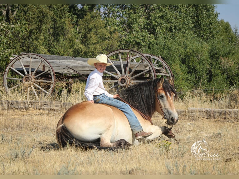 Trekpaard Mix Ruin 8 Jaar 157 cm Buckskin in Cody