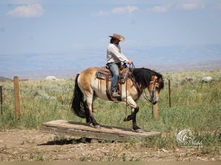 Trekpaard Mix Ruin 8 Jaar 157 cm Buckskin in Cody