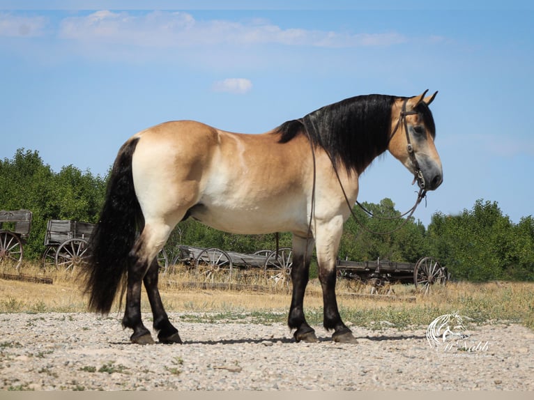 Trekpaard Mix Ruin 8 Jaar 157 cm Buckskin in Cody