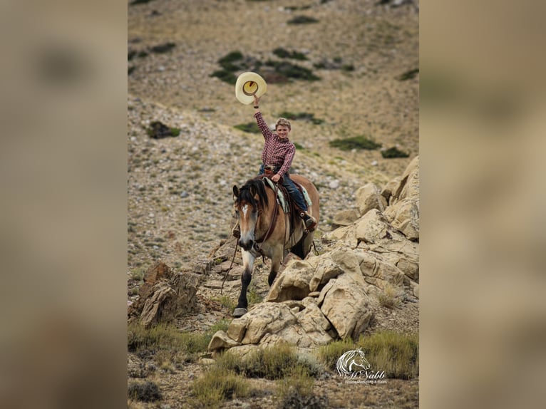 Trekpaard Mix Ruin 8 Jaar 157 cm Buckskin in Cody