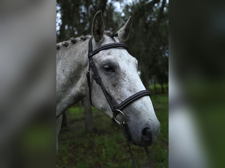 Trekpaard Mix Ruin 8 Jaar 157 cm Schimmel in Brooksville, FL