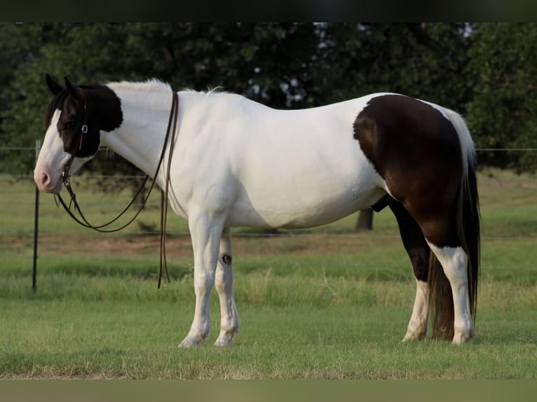 Trekpaard Mix Ruin 8 Jaar 157 cm in Dublin, TX