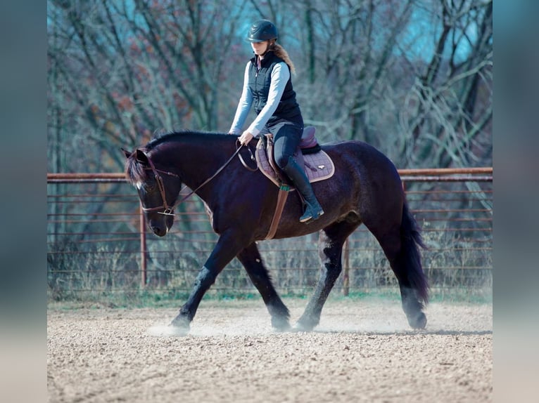 Trekpaard Mix Ruin 8 Jaar 160 cm Roan-Blue in Athens