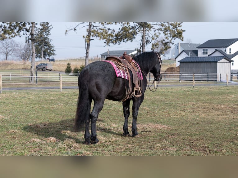 Trekpaard Mix Ruin 8 Jaar 160 cm Roan-Blue in Fredericksburg