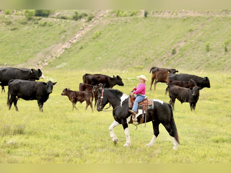 Trekpaard Mix Ruin 8 Jaar 163 cm Gevlekt-paard in Crab Orchard