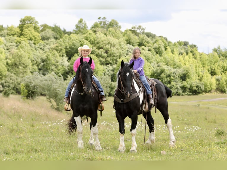 Trekpaard Mix Ruin 8 Jaar 163 cm Gevlekt-paard in Crab Orchard