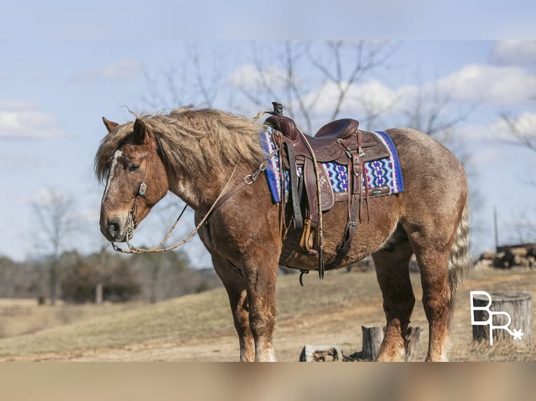 Trekpaard Ruin 8 Jaar 163 cm Roan-Red in Mountain Grove MO